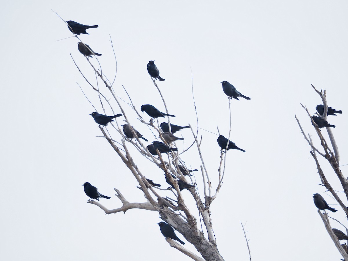 purpurhodetrupial - ML647381821