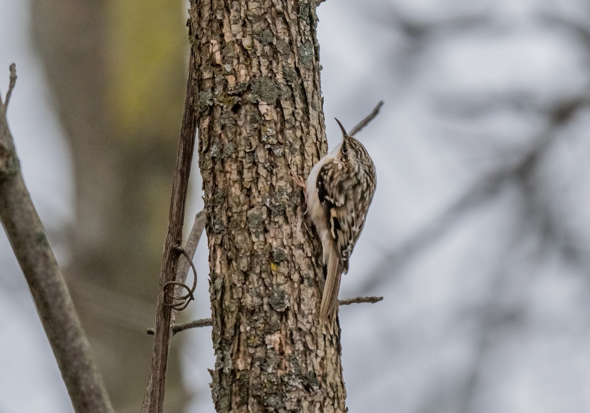 Amerika Tırmaşıkkuşu - ML647381823