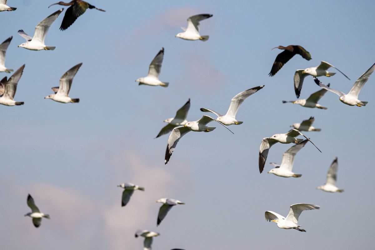 Ring-billed Gull - ML647381832