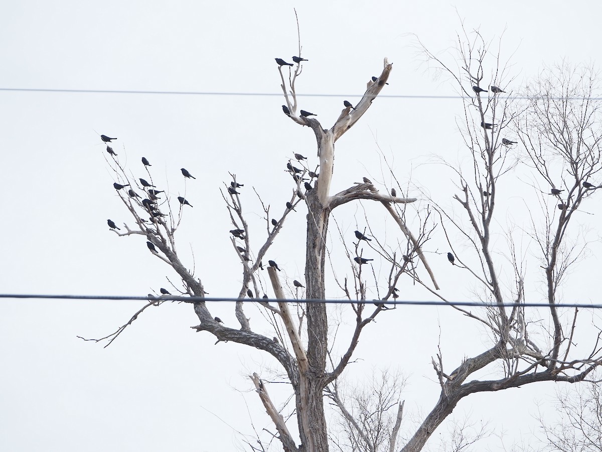 purpurhodetrupial - ML647381850