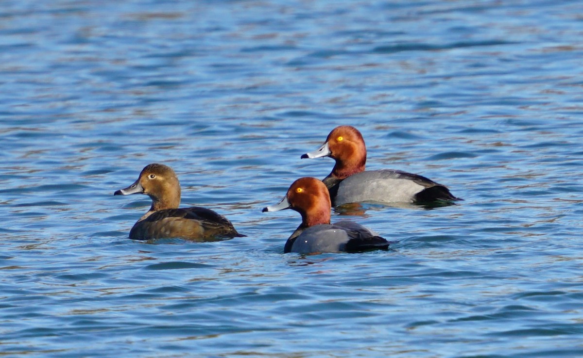 Redhead - ML647381859