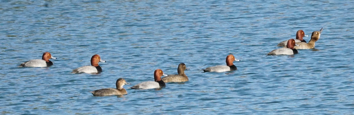 Redhead - ML647381860