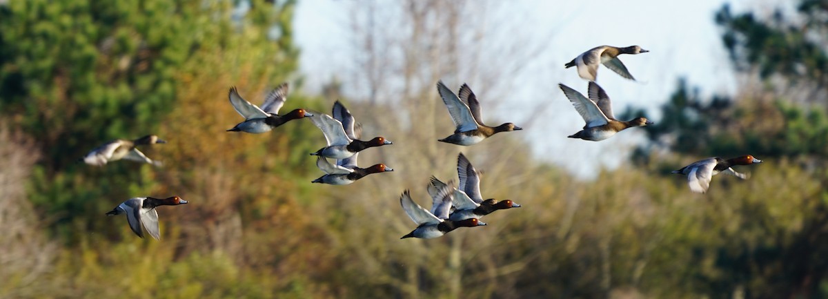 Redhead - ML647381861