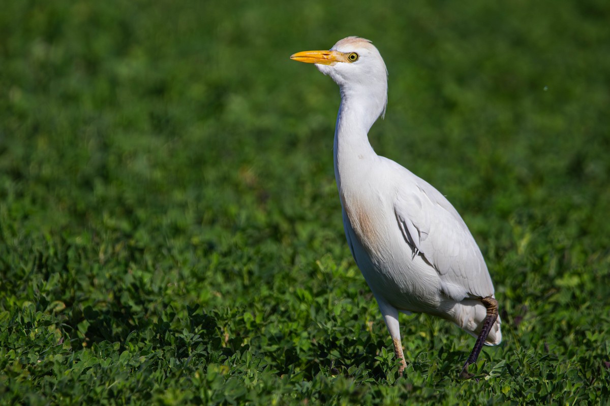 Western Cattle-Egret - ML647381862