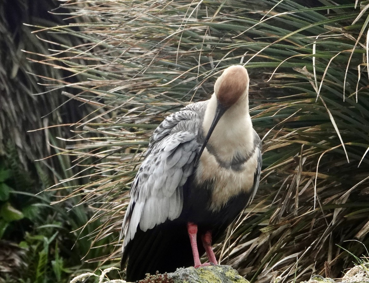ibis laločnatý - ML647381870