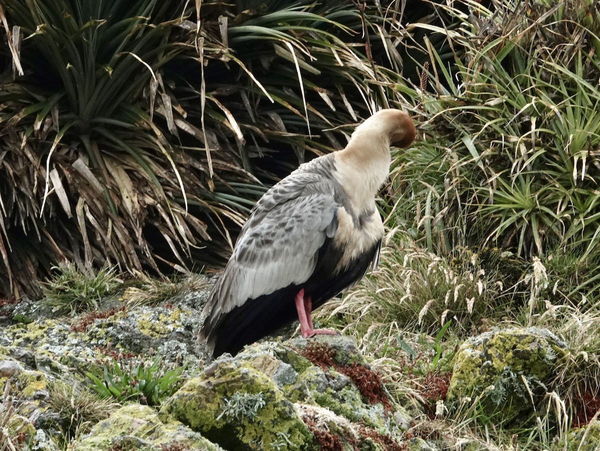 ibis laločnatý - ML647381871