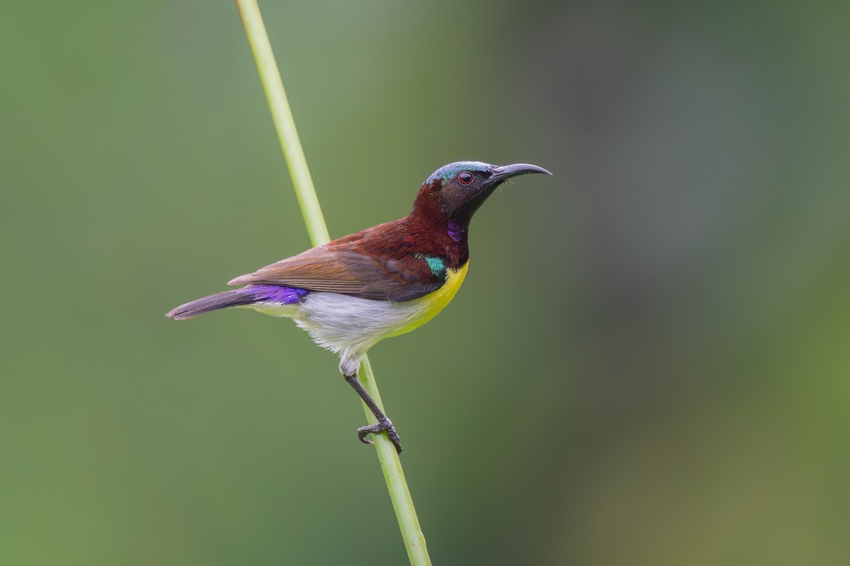 Purple-rumped Sunbird - ML647381876