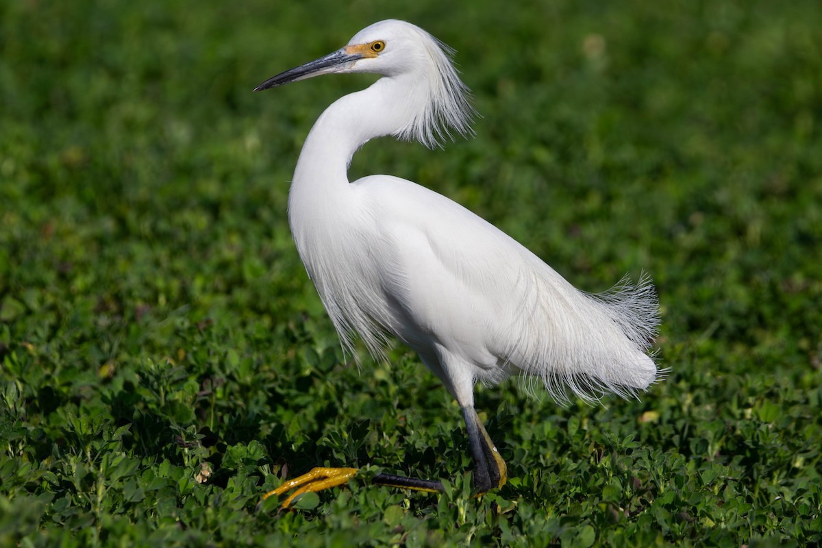 Snowy Egret - ML647381877