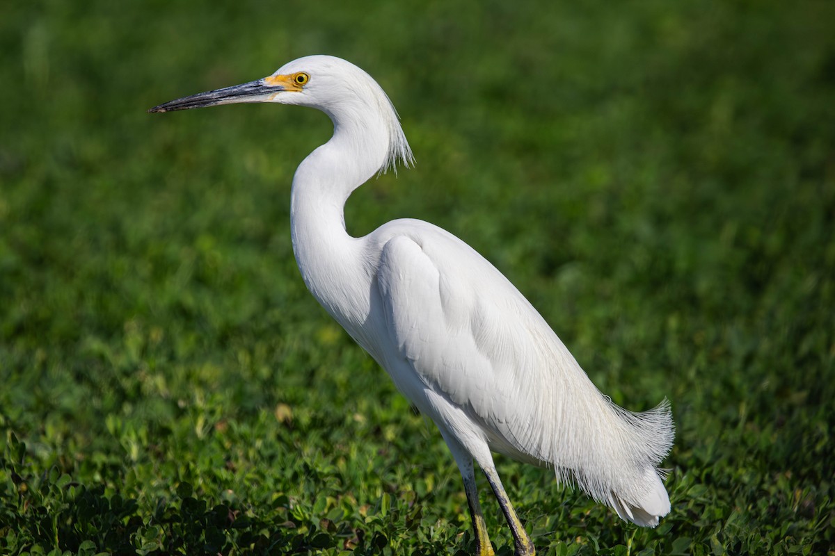 Snowy Egret - ML647381878