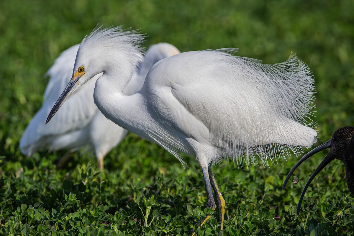 Snowy Egret - ML647381879