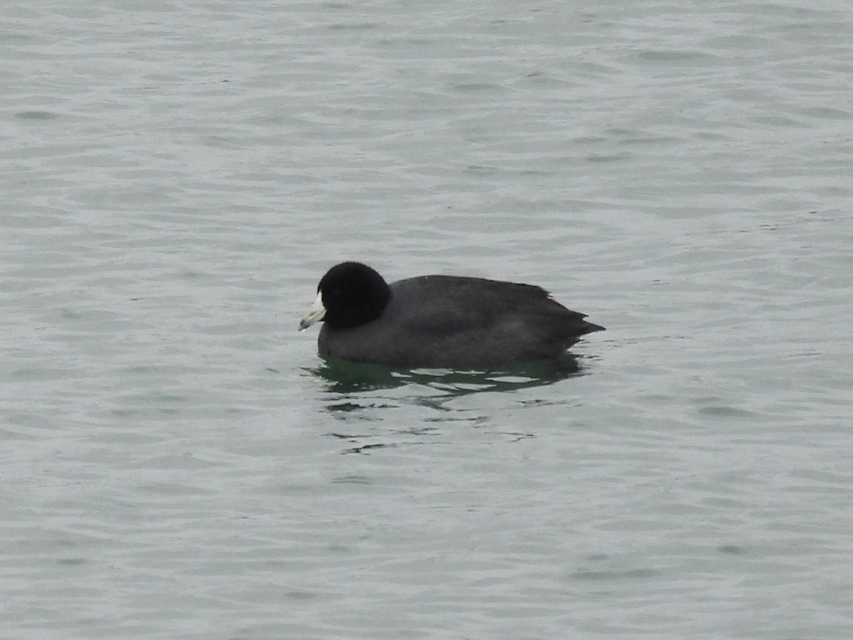 Лиска американська - ML647381883