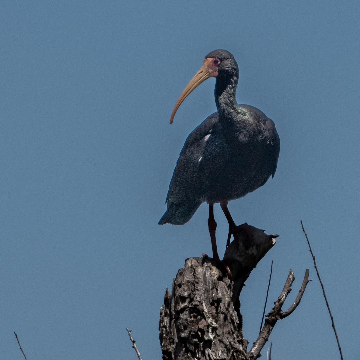 Ibis Afeitado - ML647381886