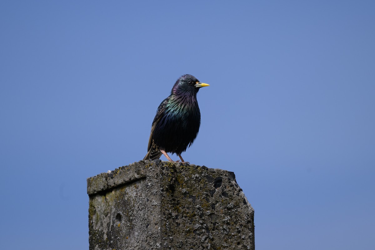 Шпак звичайний - ML647381889