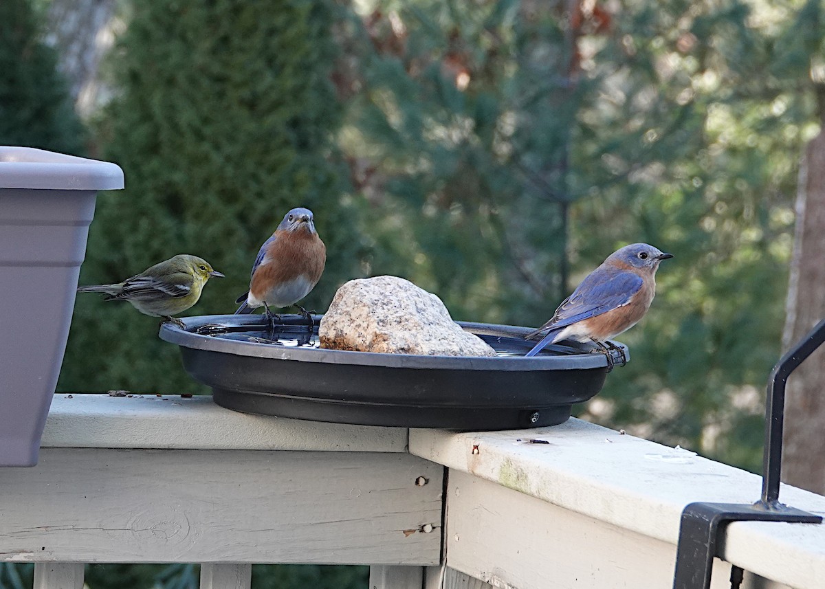 Pine Warbler - ML647381890