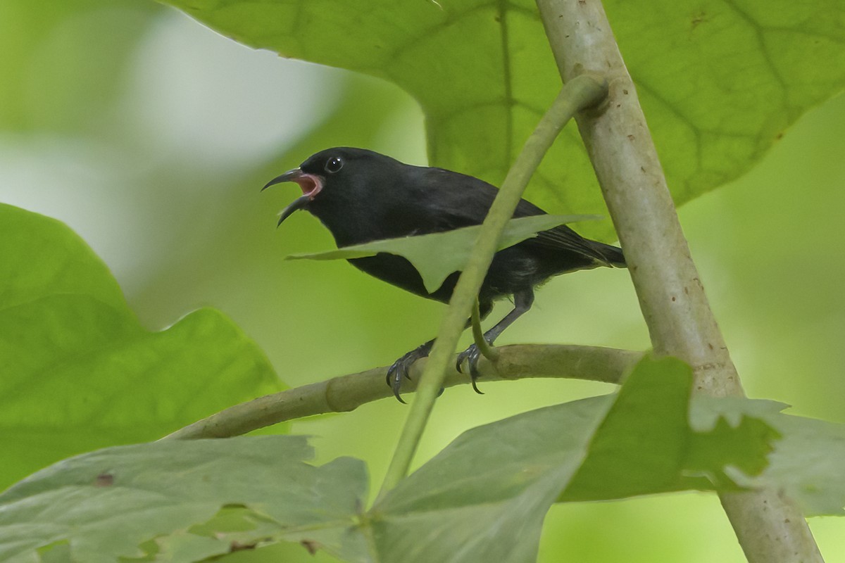 Sucrier à ventre jaune (aterrima/atrata) - ML647381894
