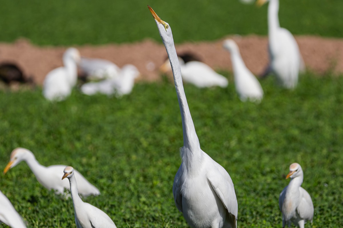 Great Egret - ML647381895
