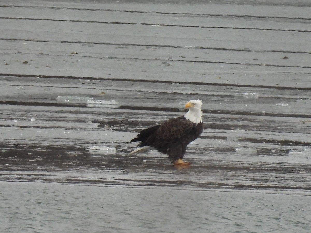 Bald Eagle - ML647381904