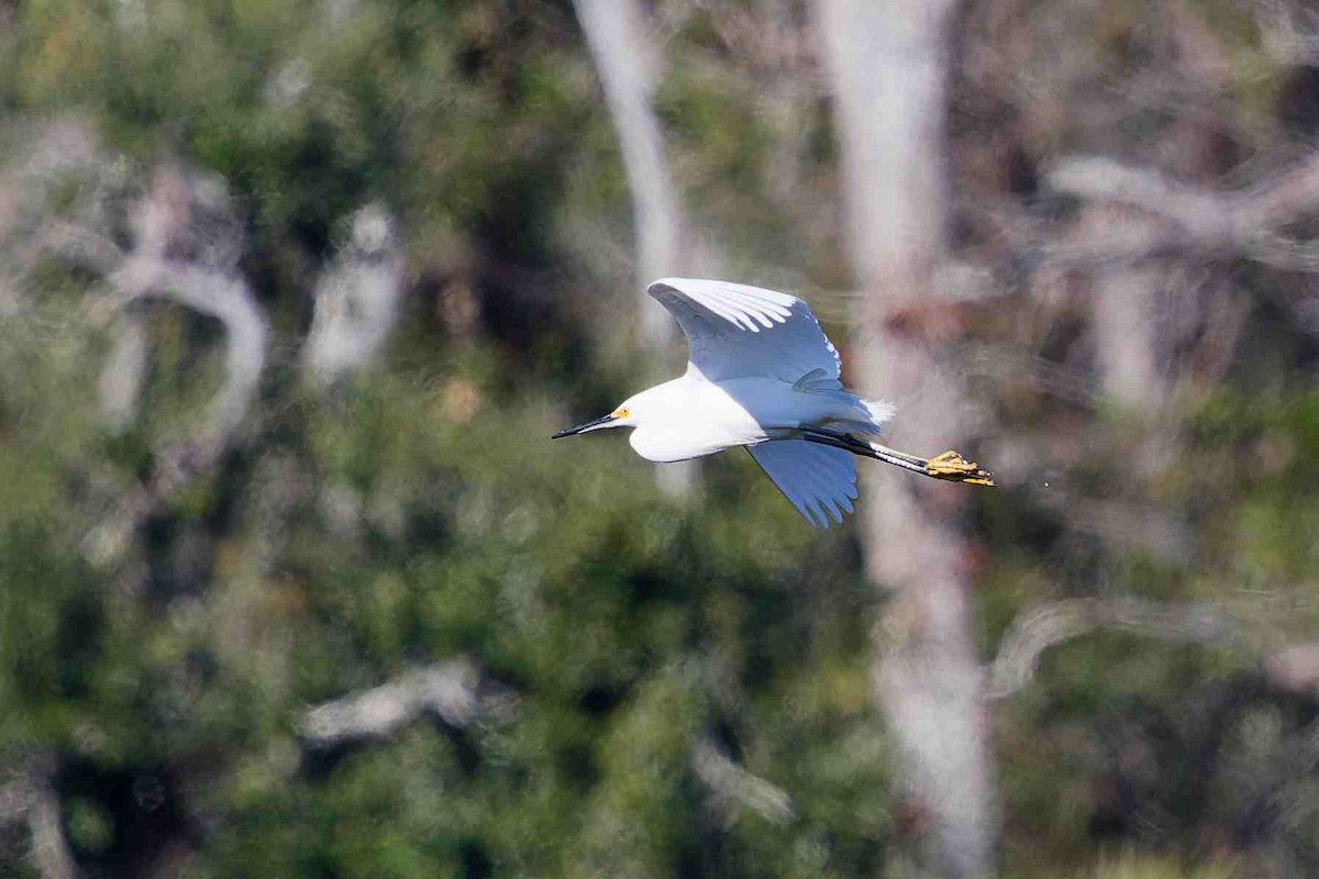 Snowy Egret - ML647381906