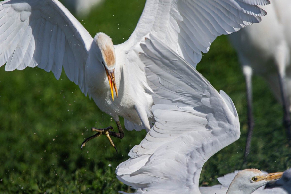 Western Cattle-Egret - ML647381908