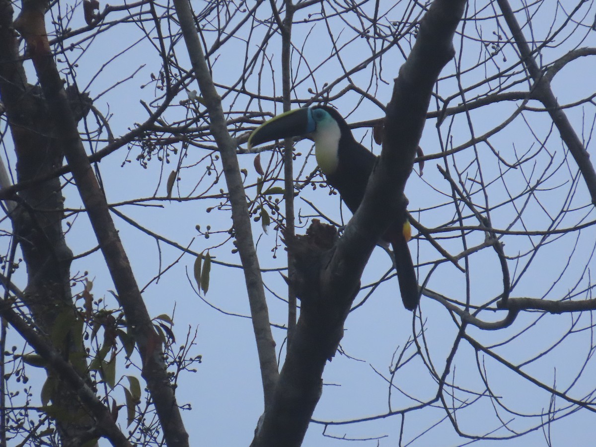 Channel-billed Toucan - ML647381914