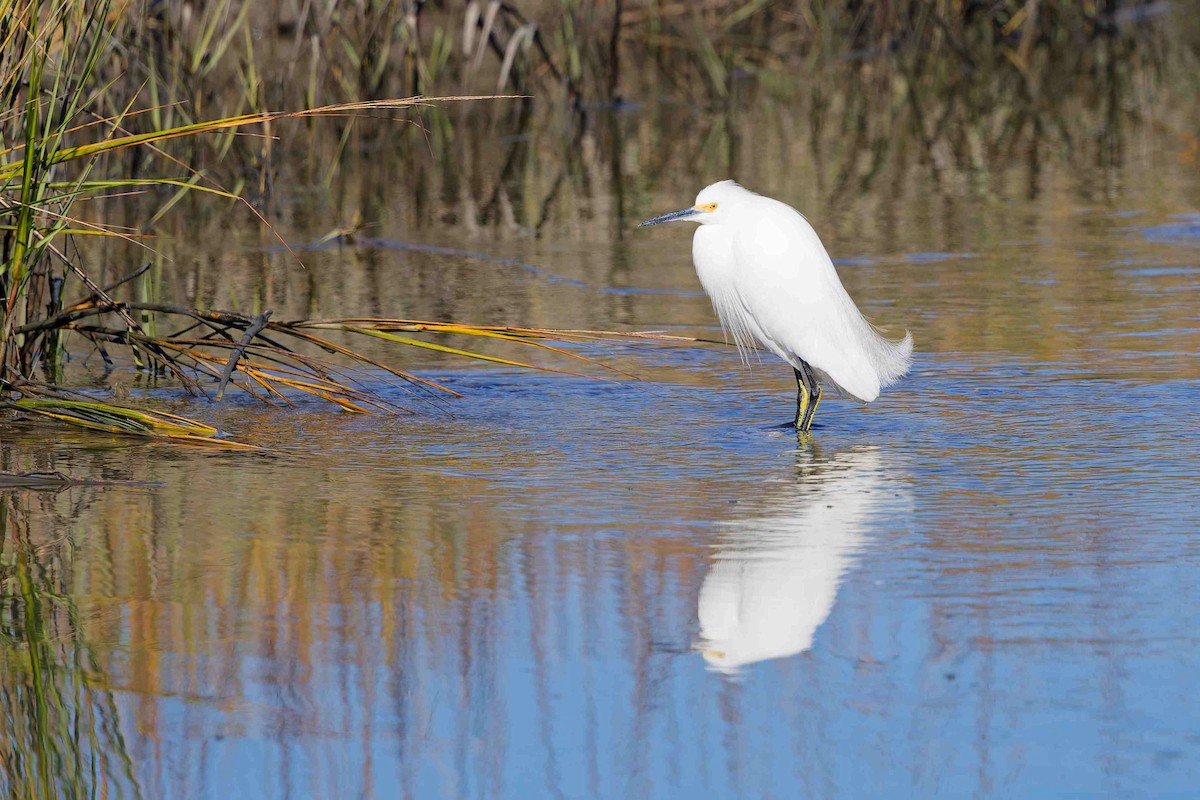 Snowy Egret - ML647381924