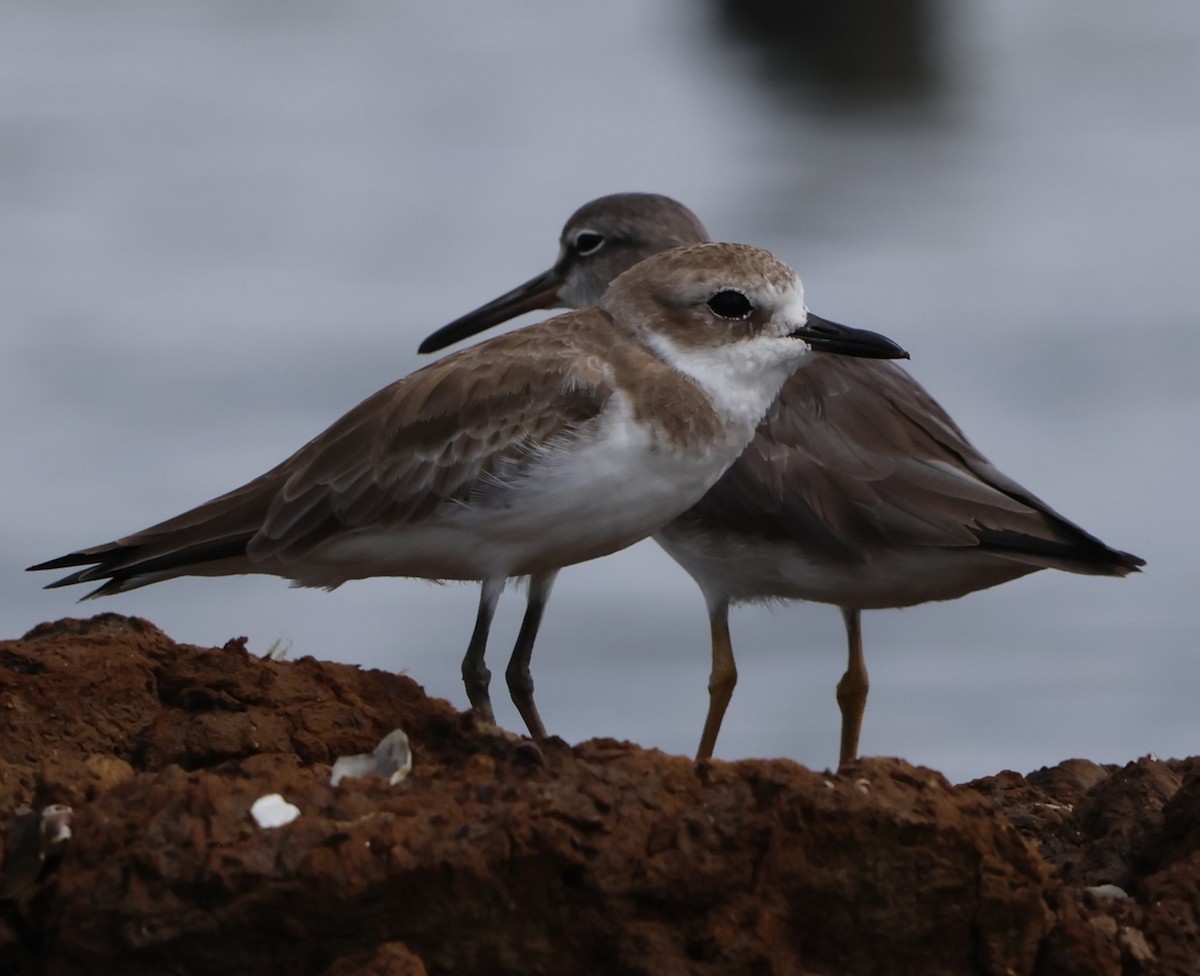 メダイチドリ - ML647381926