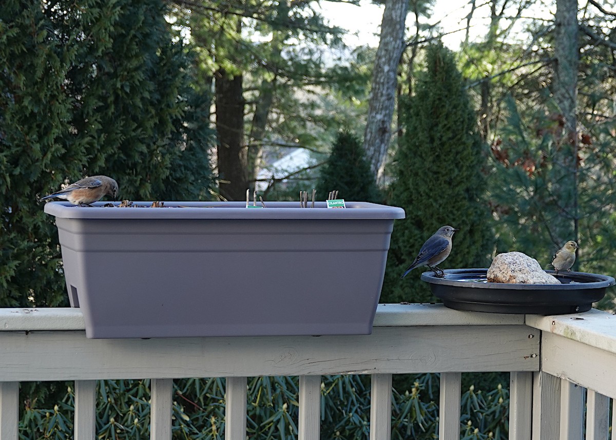 American Goldfinch - ML647381932