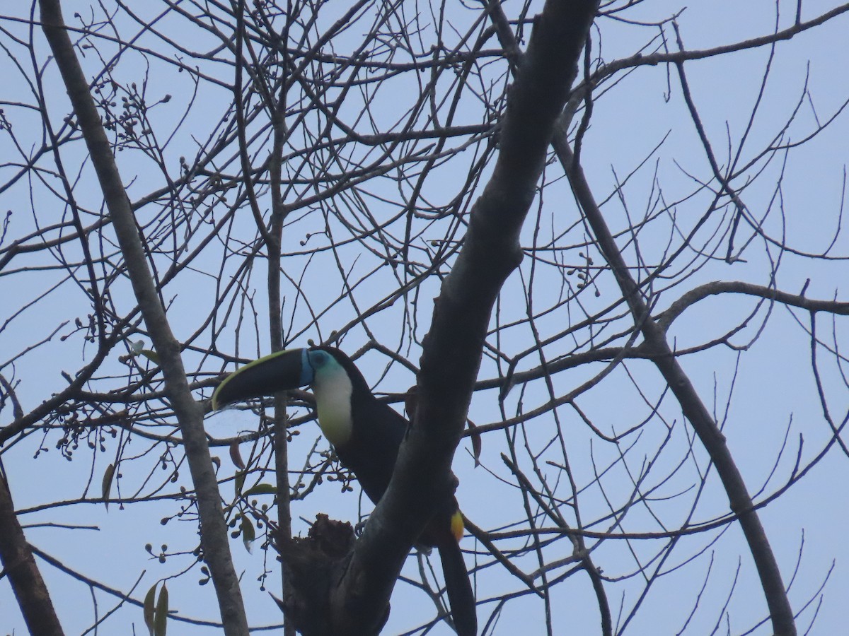 Channel-billed Toucan - ML647381944