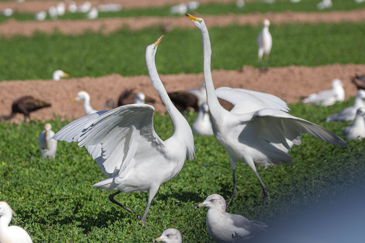 Great Egret - ML647381946