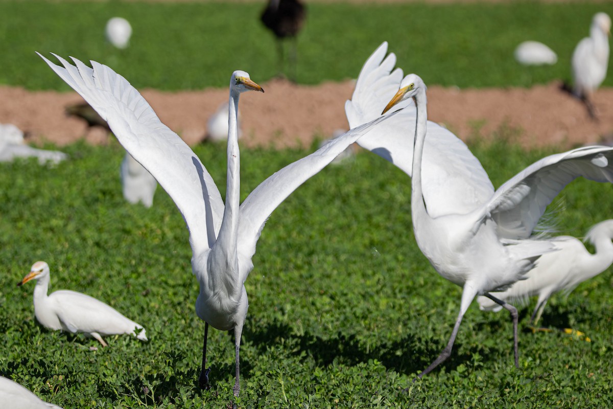 Great Egret - ML647381947