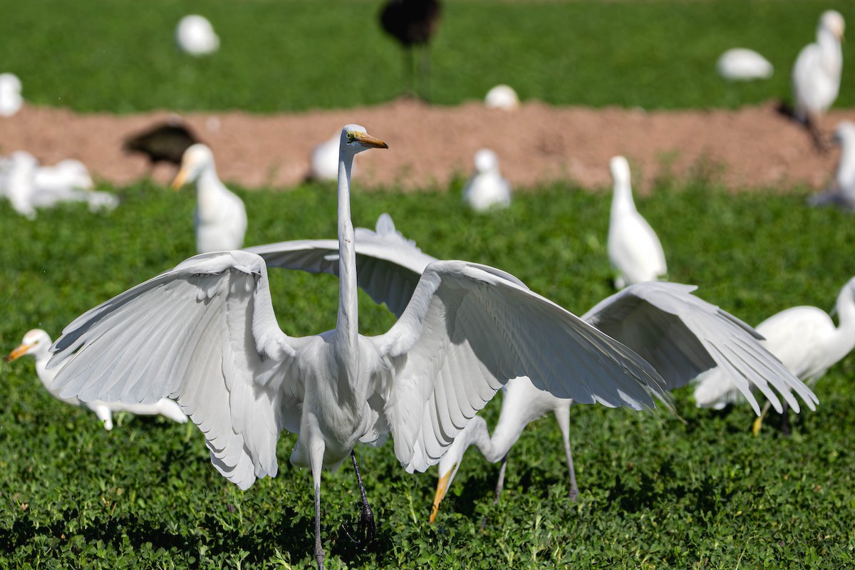 Great Egret - ML647381948