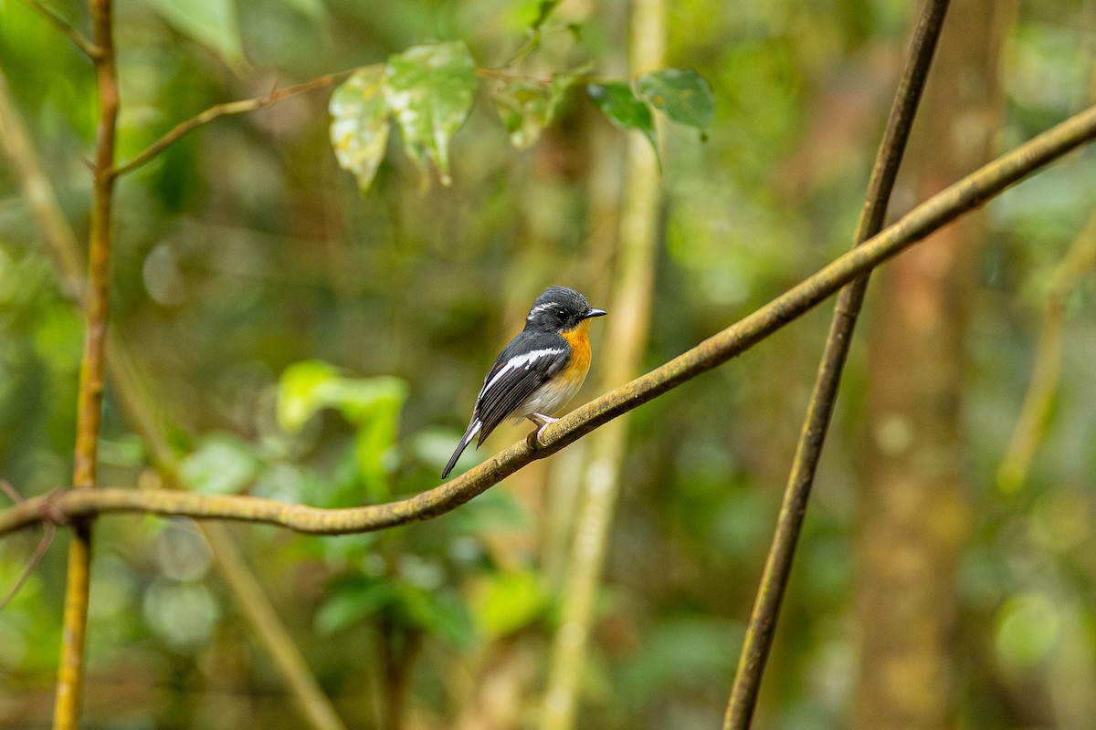 Papamoscas Pechirrufo - ML647381950