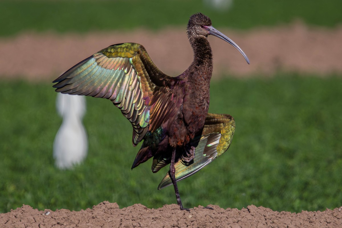 White-faced Ibis - ML647381953
