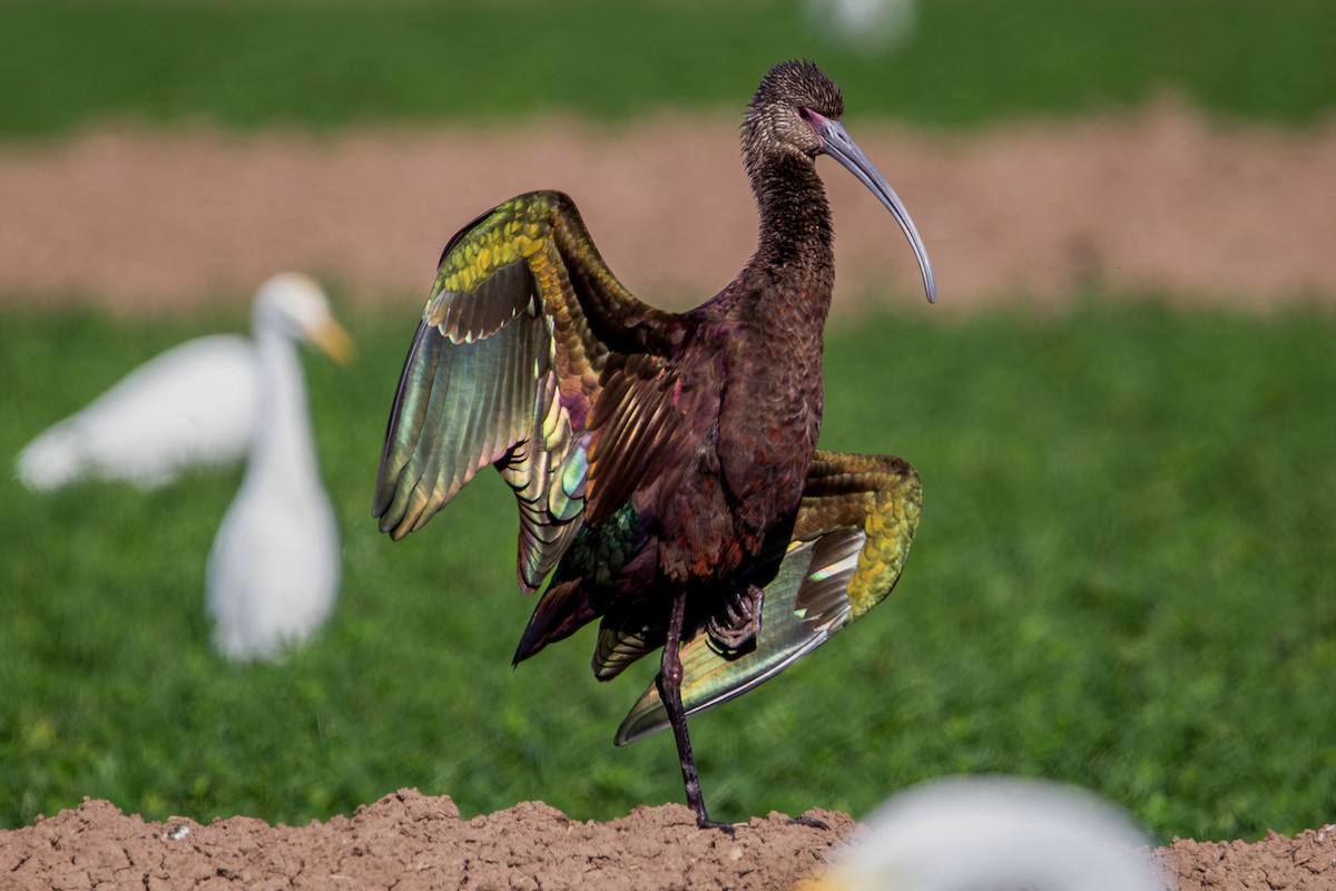 White-faced Ibis - ML647381954