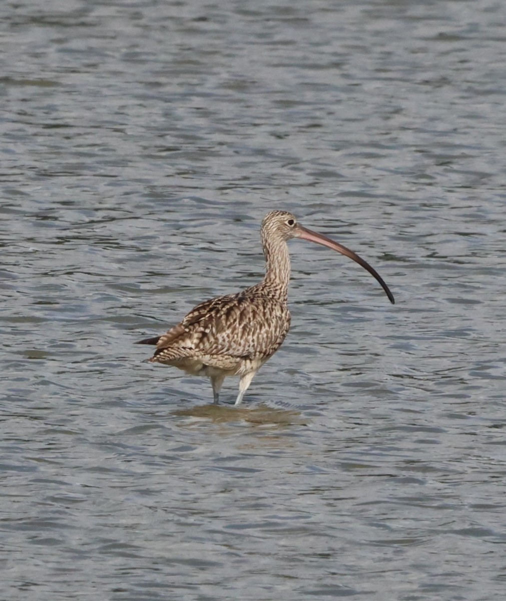 ホウロクシギ - ML647381955