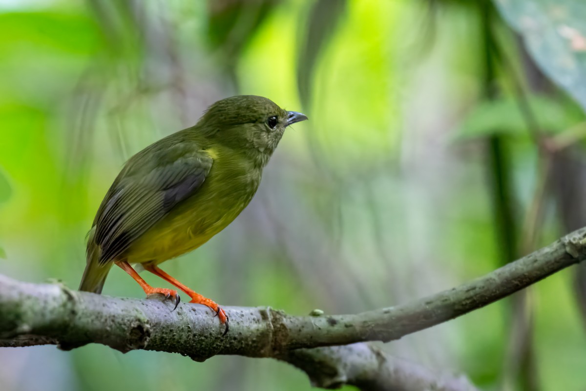 White-collared Manakin - ML647381956