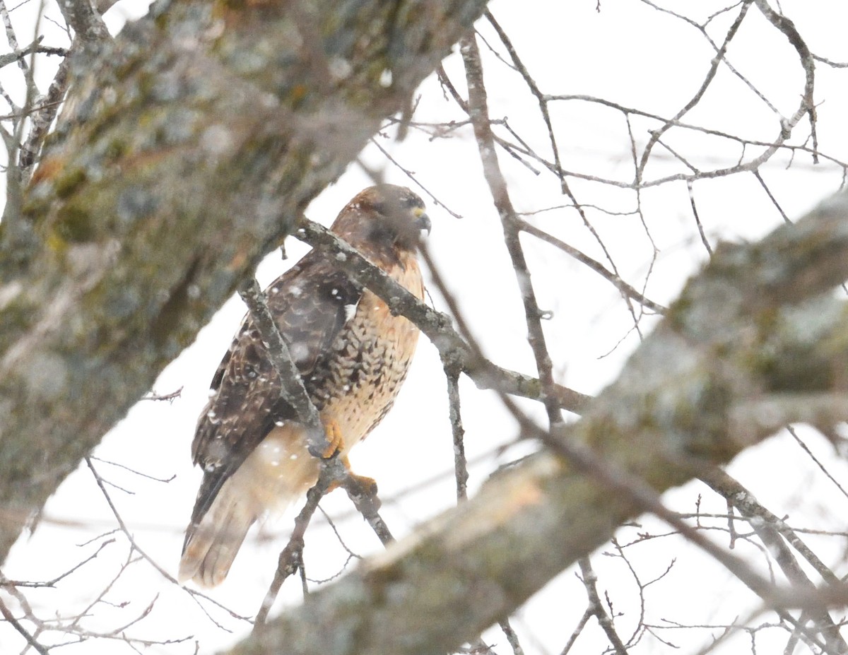 Red-tailed Hawk - ML647381958