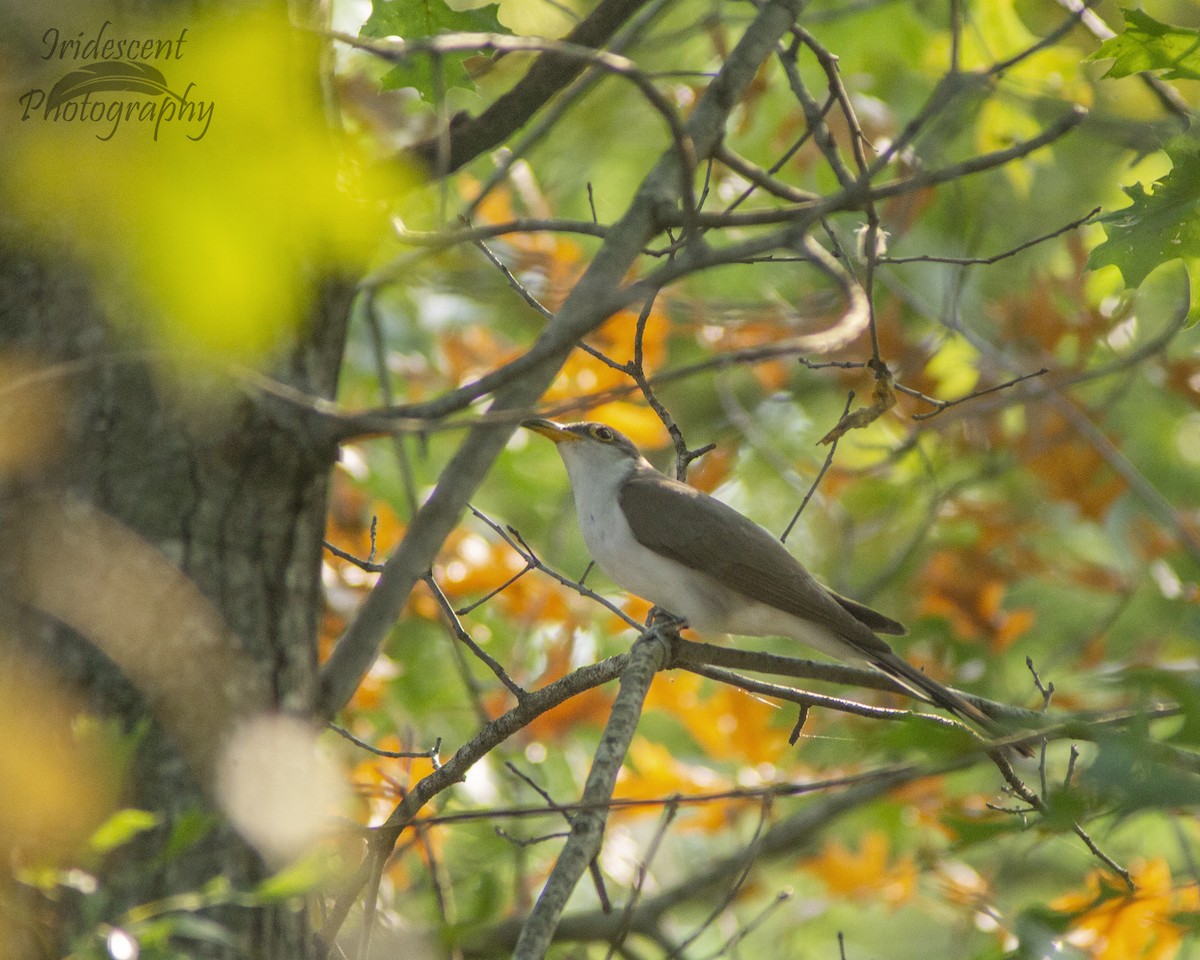 Yellow-billed Cuckoo - ML647381971
