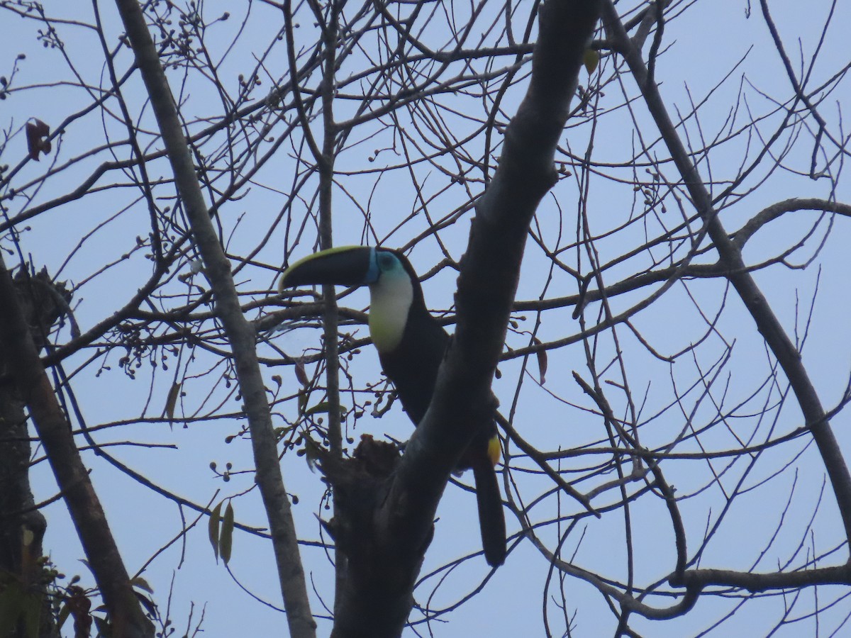 Channel-billed Toucan - ML647381972