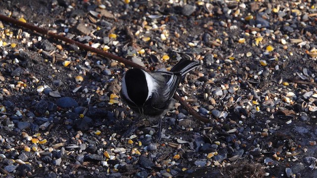 Гаїчка світлокрила - ML647381973