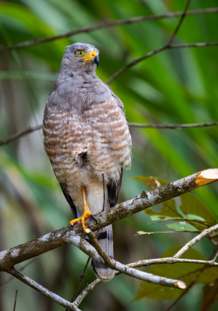 Roadside Hawk - ML647381985
