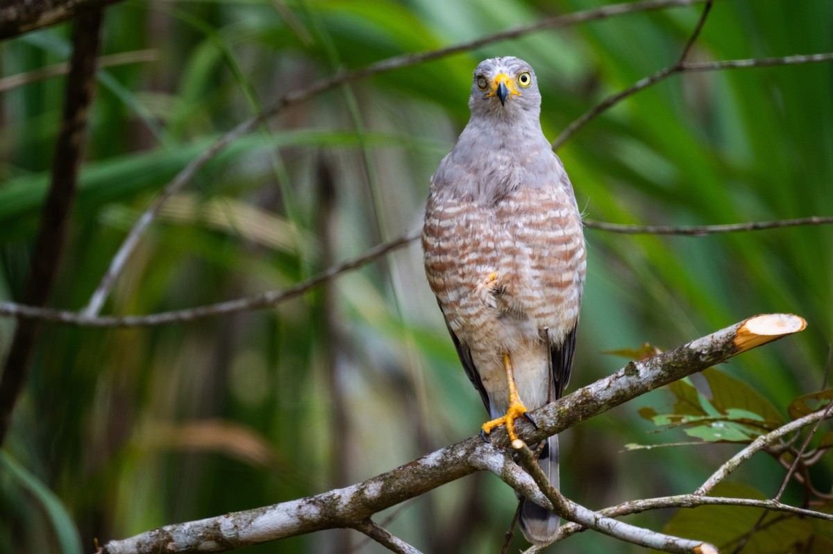 Roadside Hawk - ML647381986
