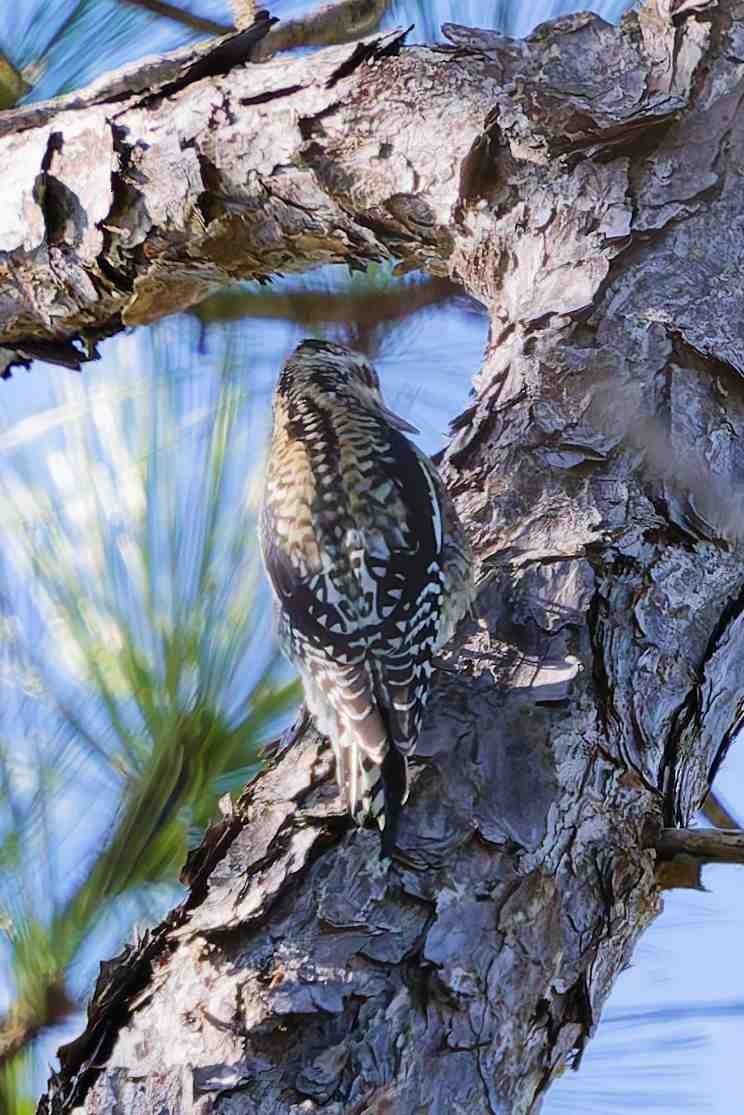 Yellow-bellied Sapsucker - ML647381999