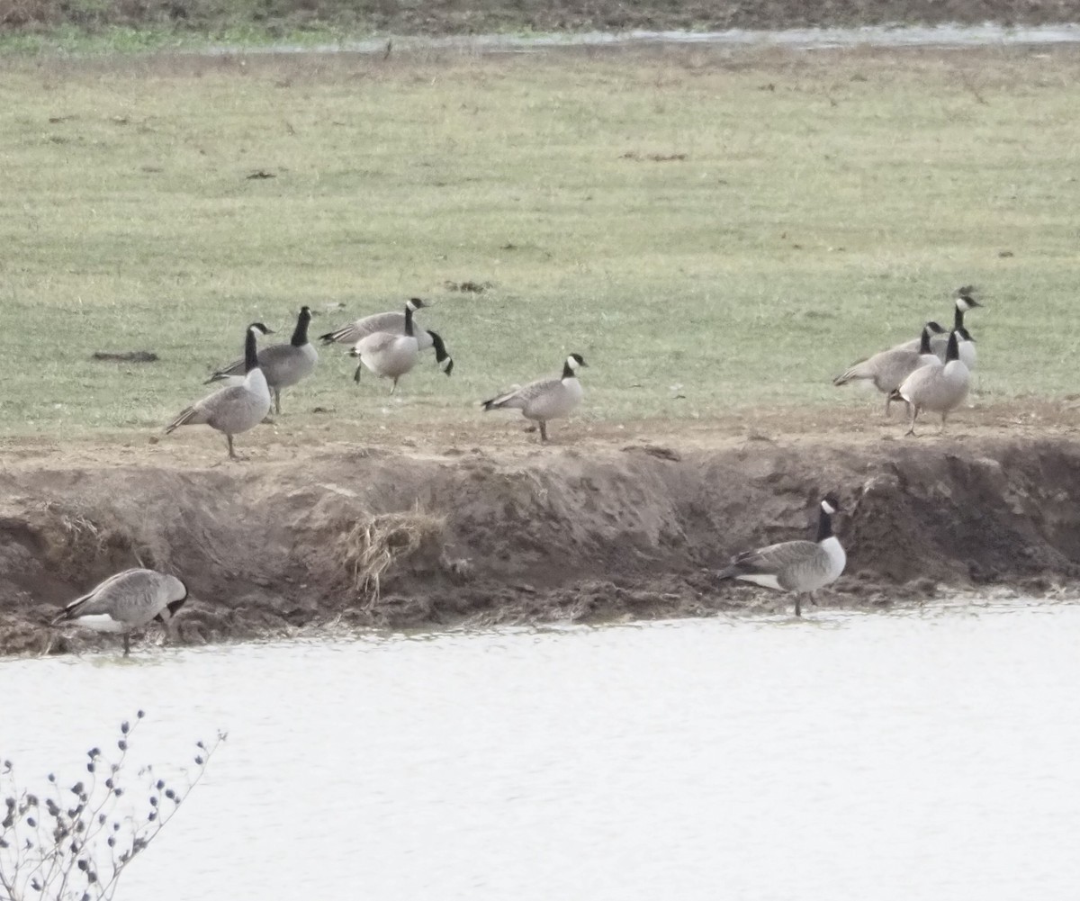 polargås - ML647382000