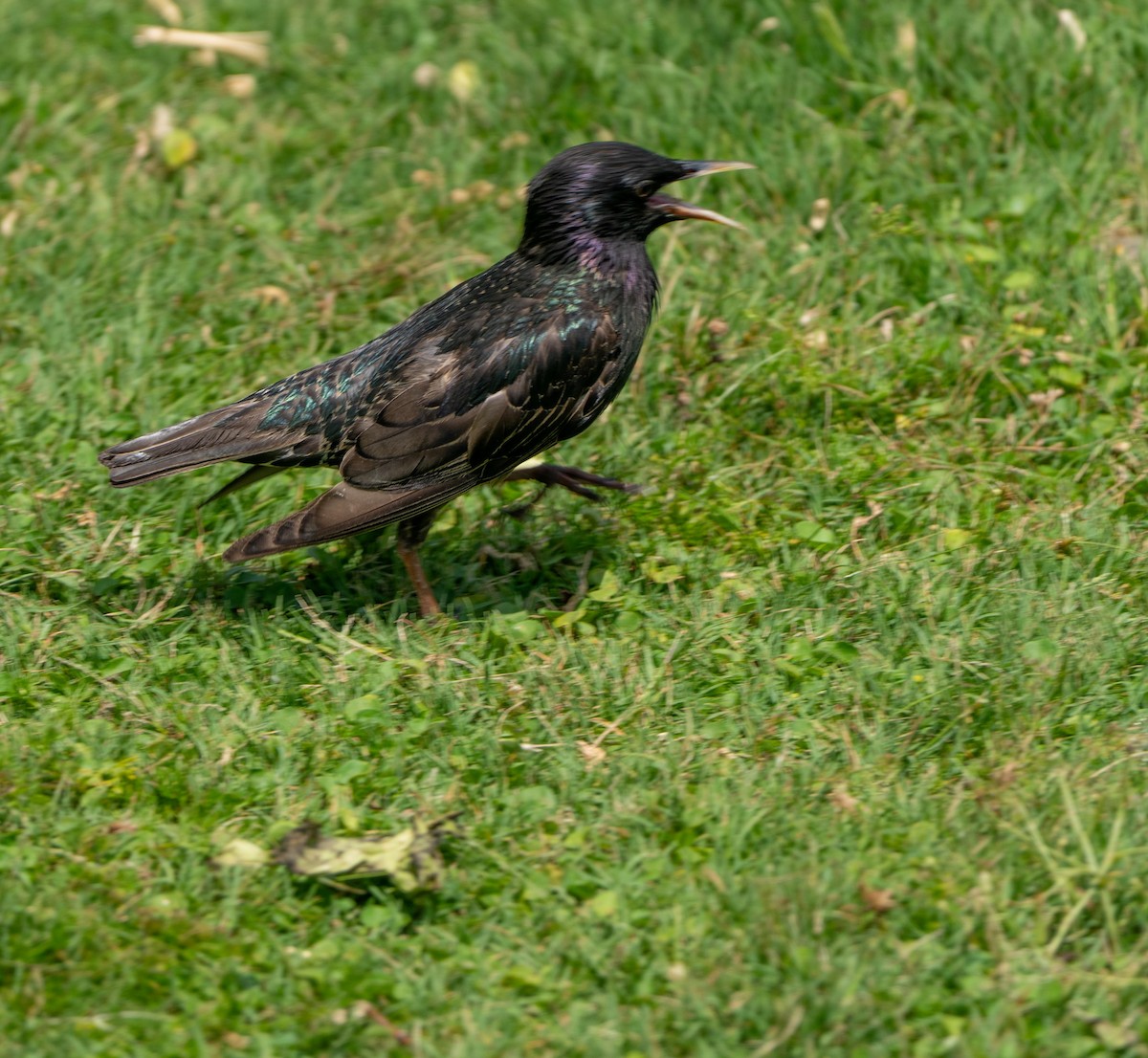 Шпак звичайний - ML647382010