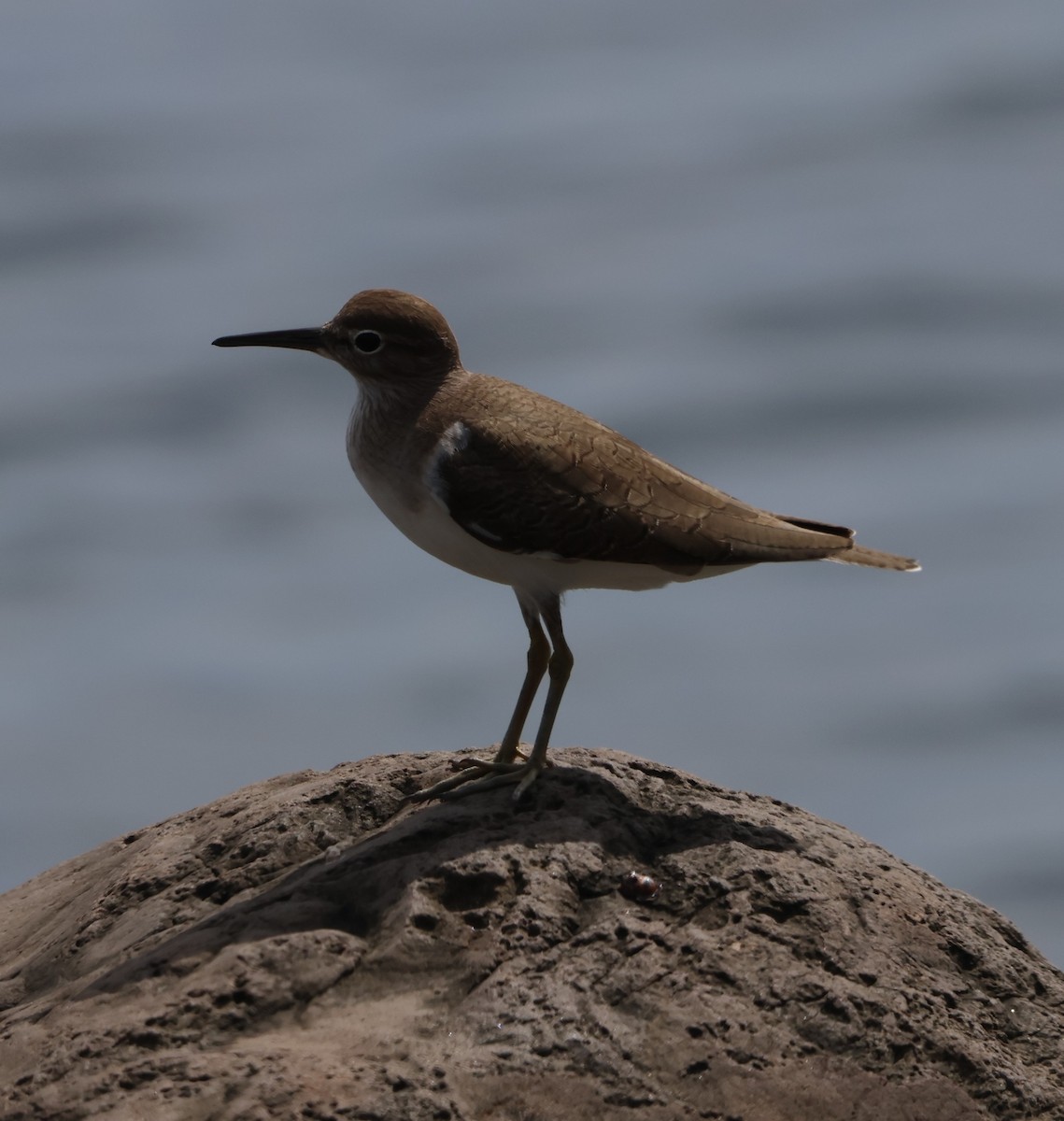 イソシギ - ML647382014