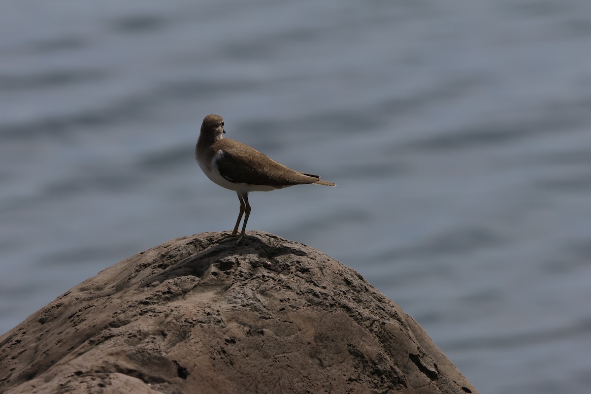 イソシギ - ML647382016