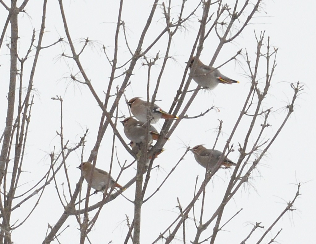 Bohemian Waxwing - ML647382020