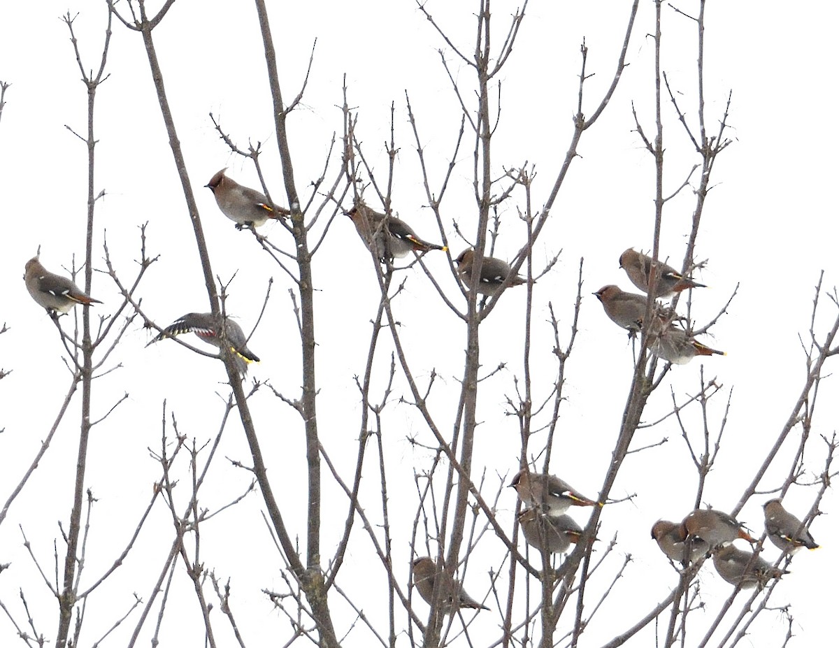 Bohemian Waxwing - ML647382022