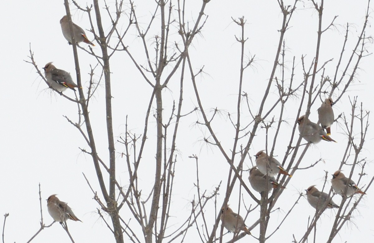 Bohemian Waxwing - ML647382023